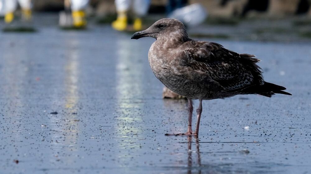 FILE - A seagull rests as workers in protective suits clean the contaminated beach after an oil spill, Wednesday, Oct.  6, 2021 in Newport Beach, Calif.  After a crude oil sheen was detected on the waters off the California coast, environmentalists feared the worst.  Now, almost a week later, some say weather conditions and quick-moving actions have spared sensitive wetlands and scenic beaches in Orange County's Huntington Beach a potentially calamitous fate, though the long term toll of the spill remains unknown.  (AP Photo/Ringo H. W.  Chiu, File)