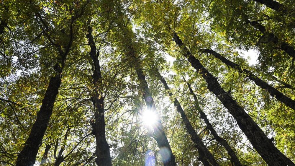 For Sunniva's Fneidek trees piece - The midday sun shines through the leaves of a forest above the town of Fneidek in north Lebanon. Photo: Finbar Anderson / The National