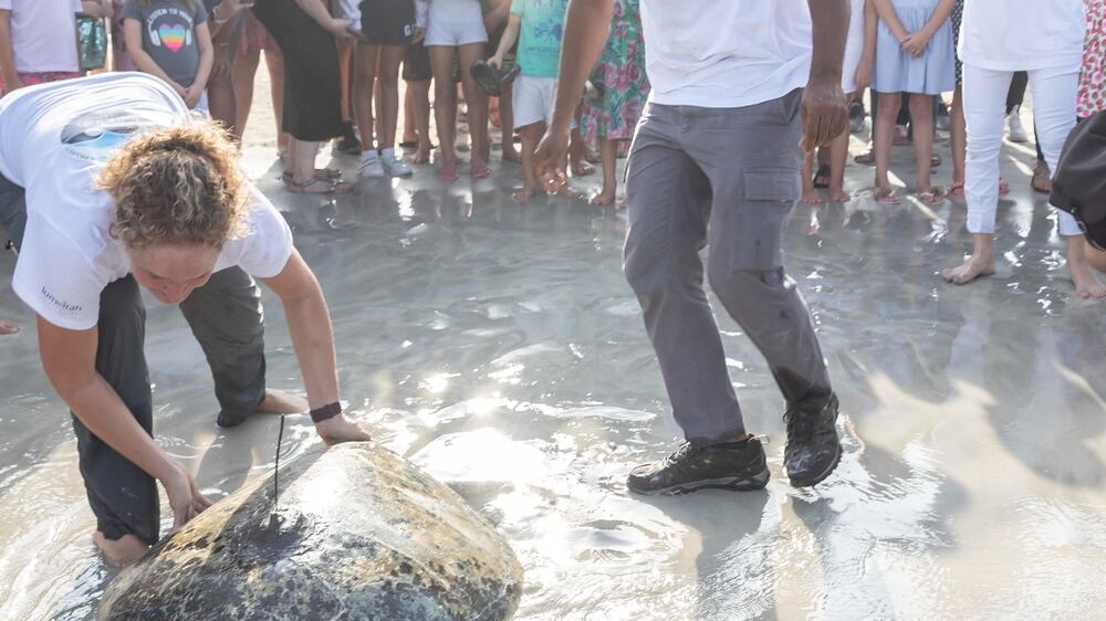 Rescued turtles released back into the sea in Dubai