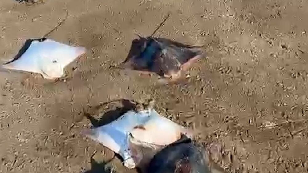 Hundreds of stingrays found dead on beach in Oman