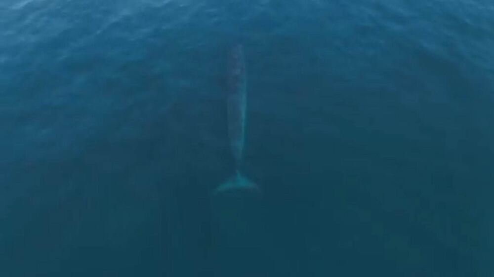 Aerial footage shows rare whale in Abu Dhabi waters