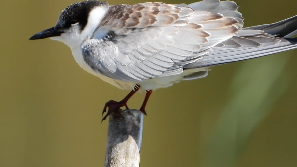 How is Jordan protecting Azraq Wetland Reserve and its migratory birds?