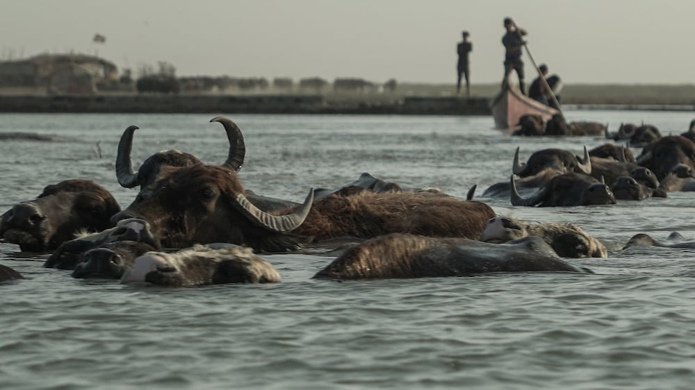 Iraq's marshes are drying up