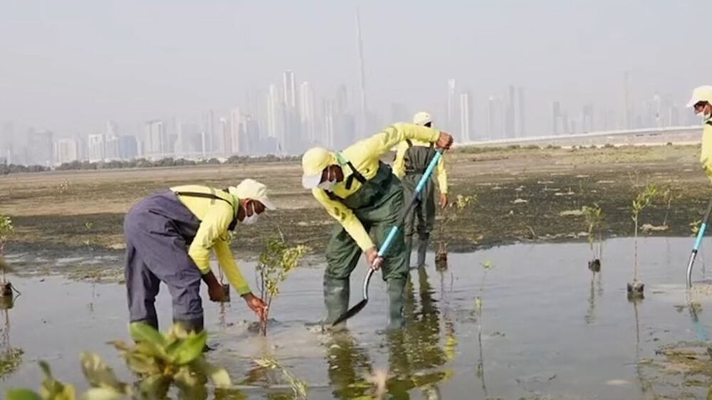 Dubai launches mangrove-planting initiative to help protect the environment