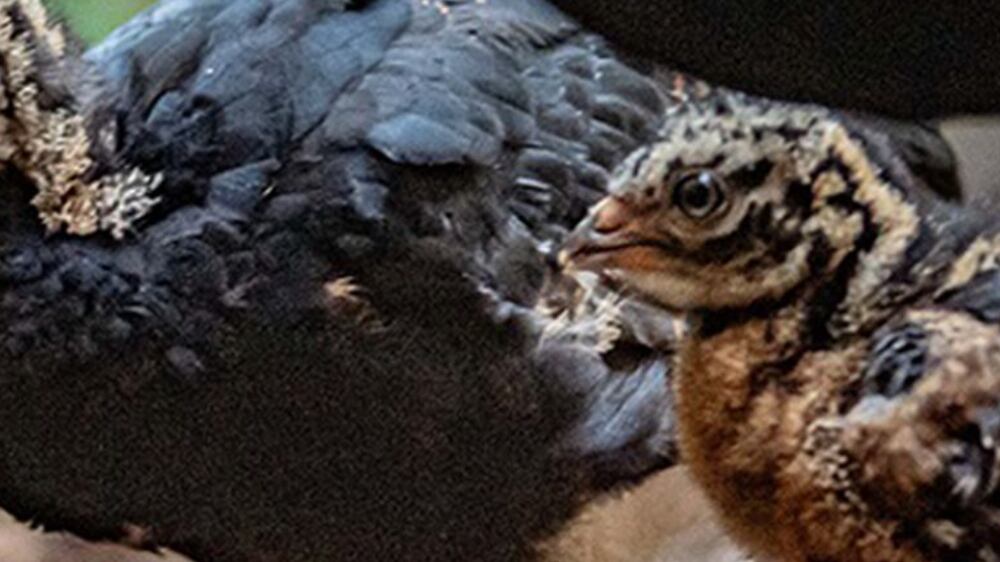 Highly endangered chicks hatch at UK zoo