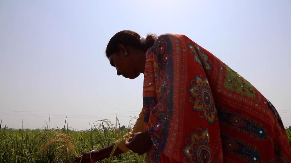 Krishi Sakhis: A unique initiative in India where women make rice cultivation sustainable