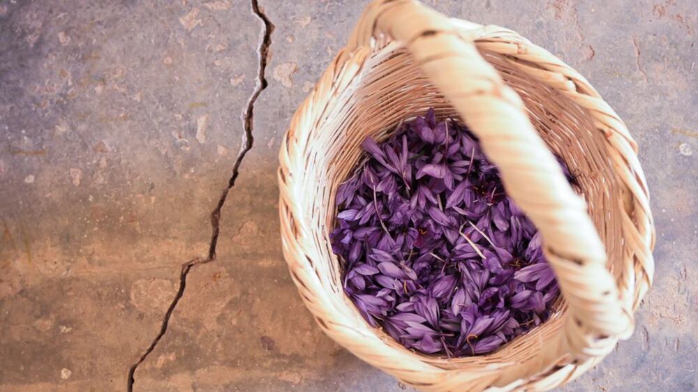 The architects-turned-saffron farmers putting down roots in Lebanon
