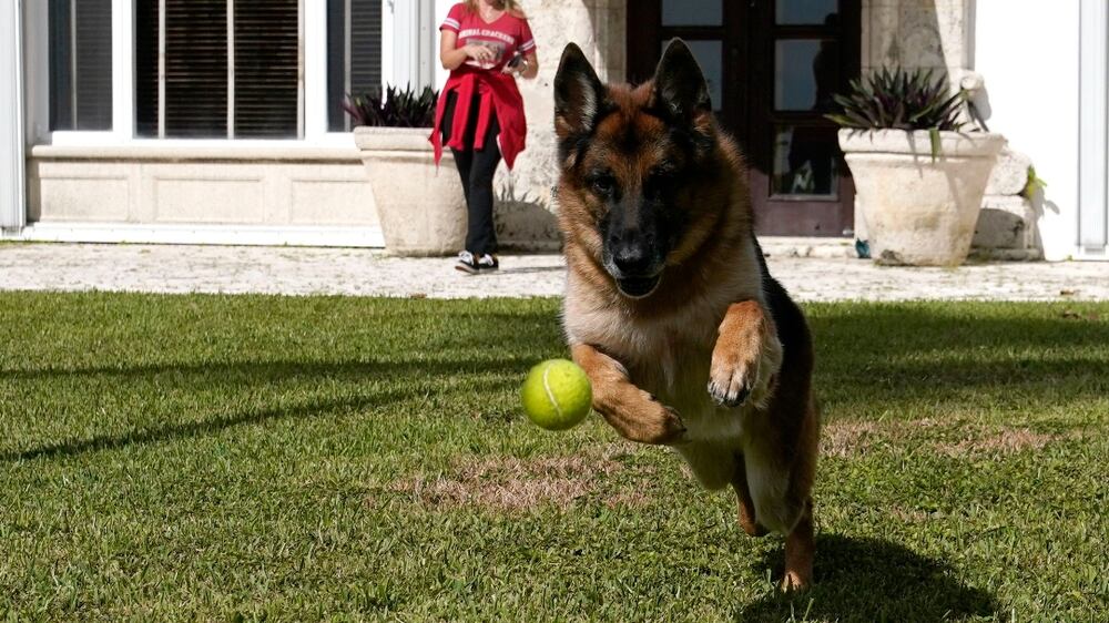 German Shepherd Gunther VI chases a tennis ball thrown by handler Stacey Marino outside of a house formally owned by pop star Madonna, Monday, Nov.  15, 2021, in Miami.  Gunther VI inherited his vast fortune, including the 9-bedroom waterfront home once owned by the Material Girl from his grandfather Gunther IV.  The estate, purchased 20 years ago from the pop star, was listed for sale Wednesday.  (AP Photo / Lynne Sladky)