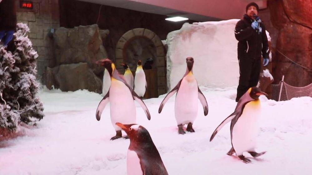 Meet the penguin that could predict the World Cup winner