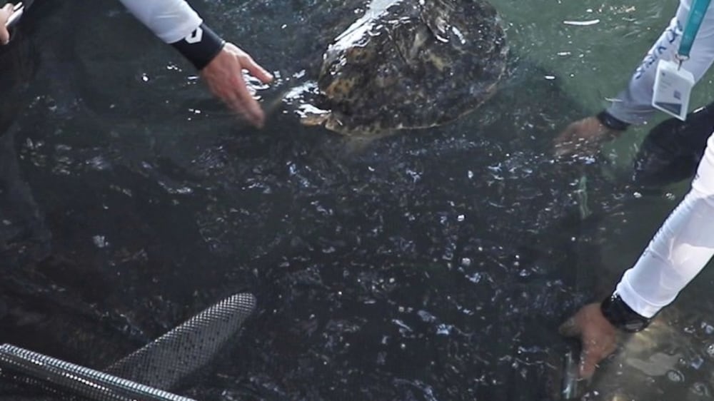 Watch: 10 rescued turtles released into Louvre Abu Dhabi lagoon
