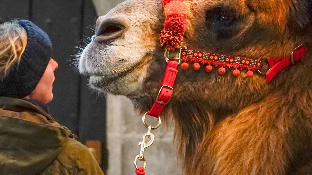 Camels rehearse in Salisbury Cathedral for Christmas Eve service