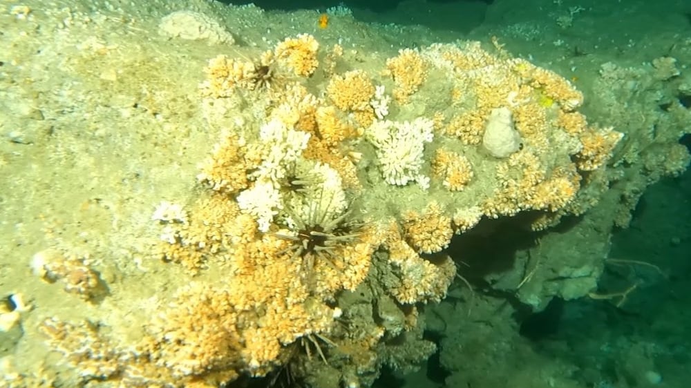 Watch: Diver finds mysterious 'Mars-like' reef 144 metres off UAE's east coast