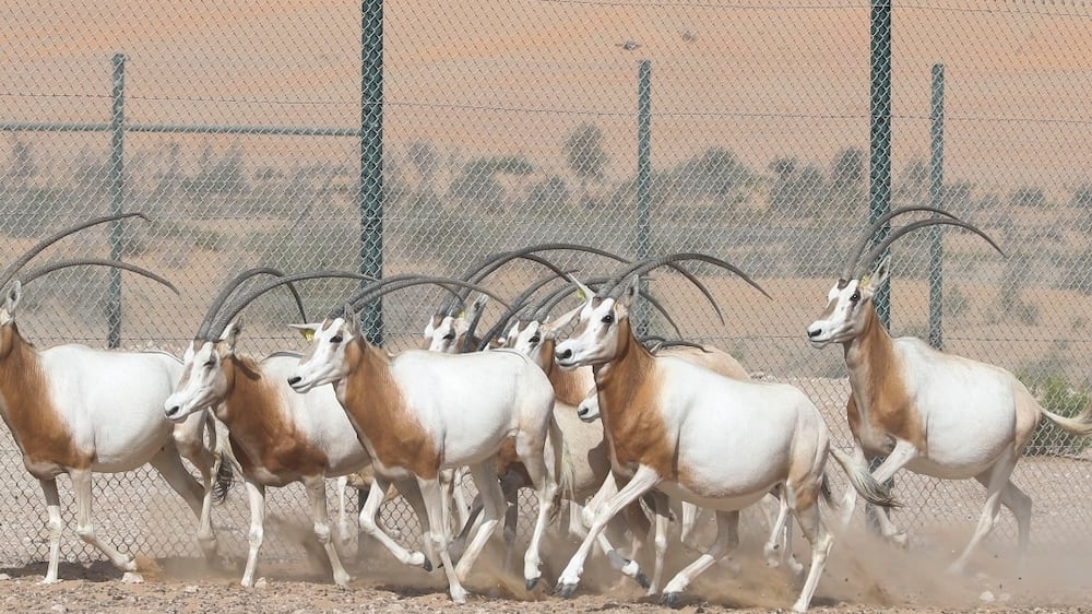 The scimitar-horned oryx at Deleika Wildlife Management Centre has a recognized program the United Arab Emirates is involved with that focuses on captive breeding, in Abu Dhabi. Khushnum Bhandari / The National 


