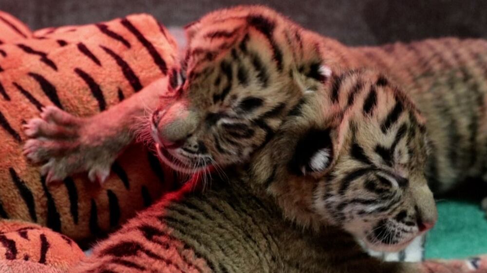 Dallas Zoo welcomes two endangered Sumatran tiger cubs