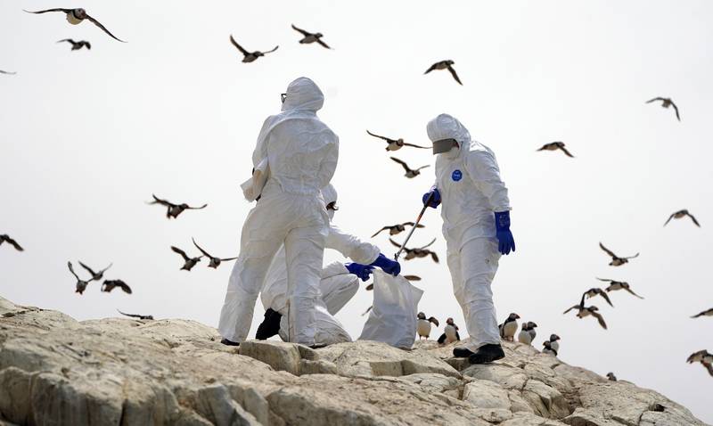 National Trust rangers work to clear birds from Farne Island, off the coast of Northumberland. Getty