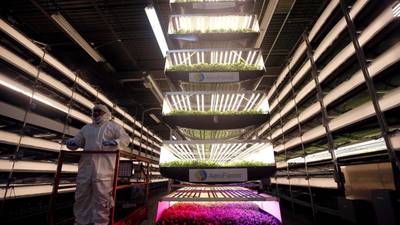 Vertical farms, using similar techniques to this one in New Jersey, America, will soon be springing up in Dubai as part of a future food strategy. Reuters   