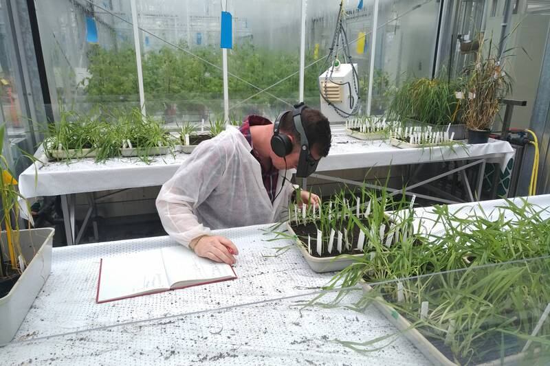 Technology used in greenhouses handled by university students in Wageningen University in the Netherlands is geared to promoting plant health and productivity. Photo: Wageningen University & Research / Vincent Koperdraat