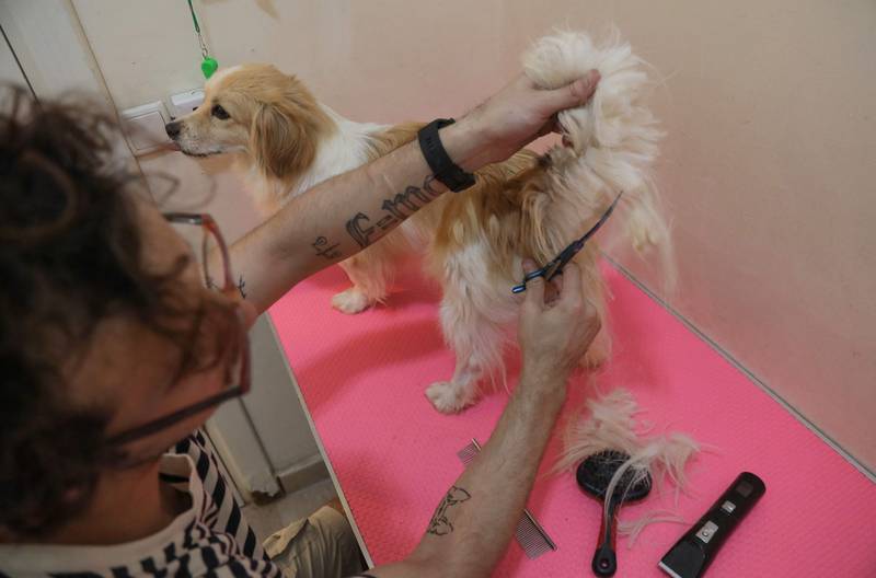 An employee grooms a dog at the hotel.