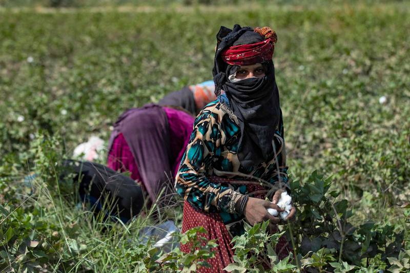 Women harvesting cotton in northern Syria.