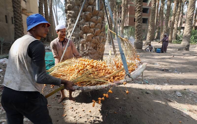 Egypt is the world's top date supplier, producing nearly 18 per cent of the world's stock, the UN Food and Agriculture Organisation estimates. 