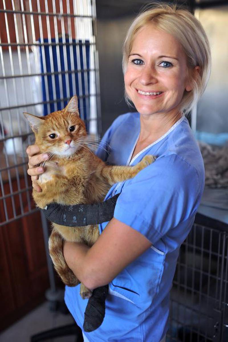 Dr Katrin Jahn, who helped rescue Harley from his predicament, said the cat will be back to normal after treatment at the German Veterinary Clinic in Abu Dhabi’s Khalifa City. Delores Johnson / The National