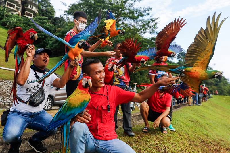 Members of the Kuala Lumpur Freefly group gather with their macaws during free fly session in Kuala Lumpur, Malaysia, 10 April 2022.  Free fly session organized by Kuala Lumpur FreeFly (KLFF) group to spread positive vibes among bird lovers for the good of this endangered animal is applied to each member so that there is no comparison of differences between each macaw.  Daily treatment should be given to these birds at least 1 hour a day including training time.  Smart birds need daily training from trick training, free fly training and speech training.  Lack of service will cause problems such as pluck, bitting, and shouting which will invite stress to bird owners.  Macaw categorized as an endangered species, most macaw require a license or permit from Malaysia Wildlife Department for macaw conservation to be done properly and control the number of this bird in Malaysia.  'New owners must first learn how to care for a new macaw because each macaw needs a different way of caring.  The size of the cage, feeding, service, cleanliness, environment and most importantly the ownerâ€™s commitment to caring for the macaws', according to statement from Kuala Lumpur FreeFly released on 10 April.   EPA / FAZRY ISMAIL