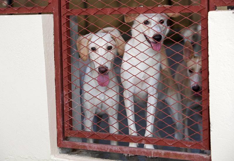 UMM ALQUWAIN, UNITED ARAB EMIRATES - Dogs at the Stray Dog Centre, Umm AL Quwain.  Ruel Pableo for The National for Evelyn Lau's story