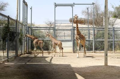 Abu Dhabi, United Arab Emirates - Giraffes roam in their den at Al Ain Zoo Khushnum Bhandari for The National