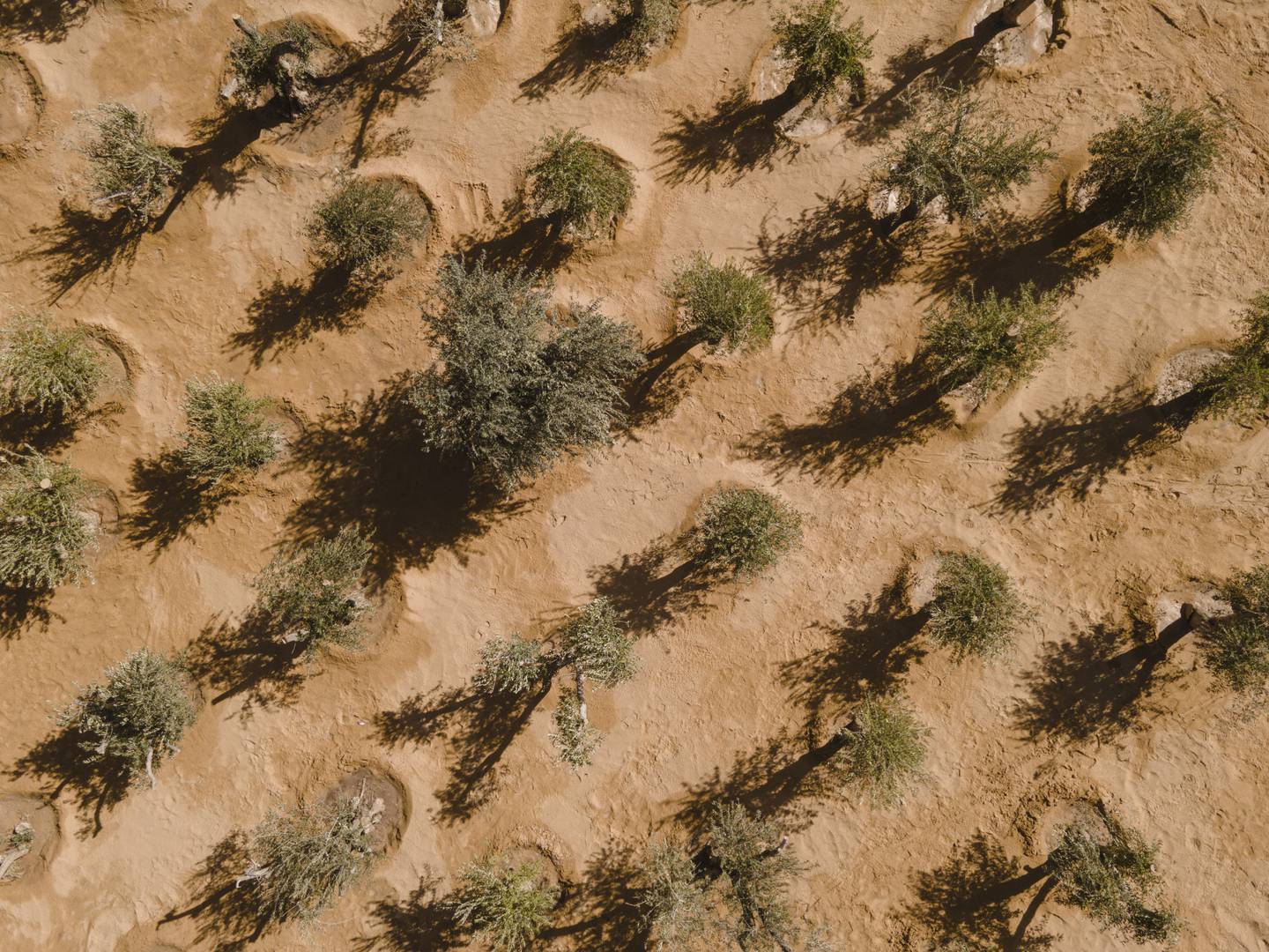 Khalil Rabah's 'Grounding' for Desert X AlUla 2022 is a grove of olive trees brought in and replanted. Photo: Lance Gerber