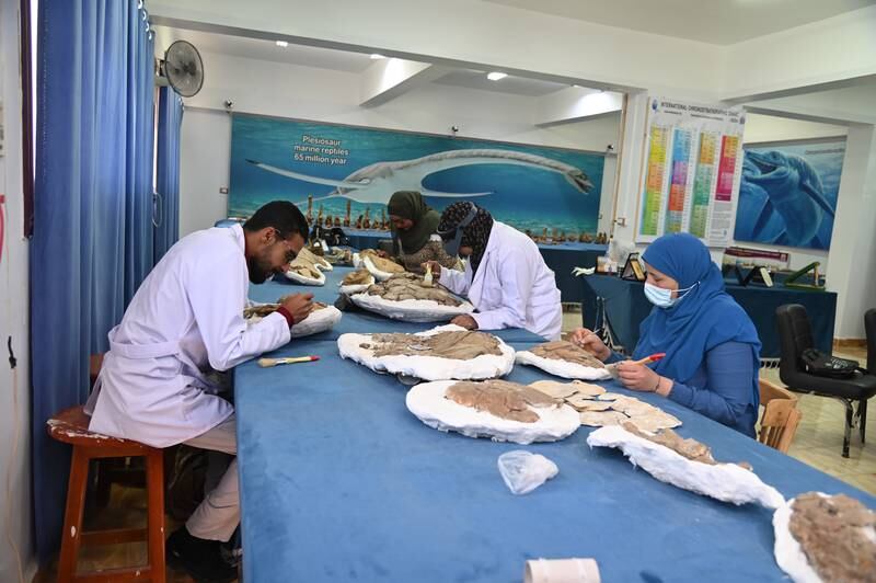 A team of Egyptian palaeontologists discovered 70 million years old turtle fossils in desert province of New Valley. All photos: New Valley Vertebrate Palaeontology Centre