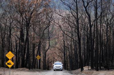 A car makes its way through rows of charred trees following bushfires in Budgong National Park in New South Wales. AFP
