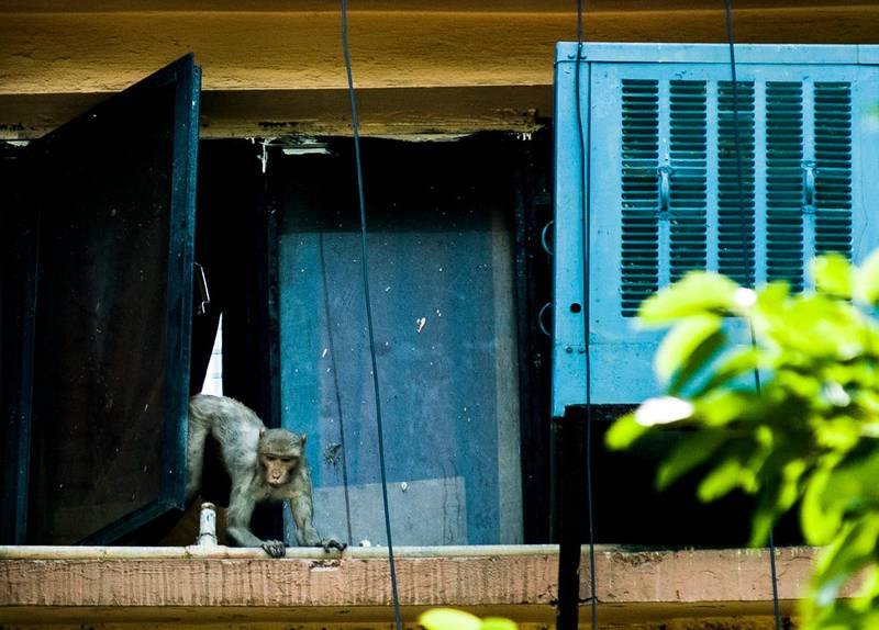 Thursday 16th May 2013, New Delhi, India.  A Rhesus Macaque monkey exits an open window of Sharma Shakti Bhavan, a government building in New Delhi, India on Thursday 16th May 2013. In New Delhi Rhesus Macaque monkeys are known to snatch food, rifle through files and tear up papers in government offices, and bite people on the street. The monkeys have terrorised Delhi and parts of Northern India for a long time. In 2007, the deputy Delhi mayor fell to his death from his first-floor balcony trying to fight off marauding monkeys. Monkey catchers with pet Langur monkeys have traditionally been used to scare away the Macaques, but now the wildlife ministry has ordered Langurs, a protected species of monkeys, to be sent back to the wild after the 31st May 2013PHOTOGRAPH BY AND COPYRIGHT OF SIMON DE TREY-WHITE+ 91 98103 99809email: simon@simondetreywhite.com