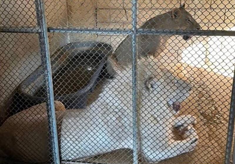 Two of the animals seized by Saudi authorities. Photo: @SFES_SKA via Twitter