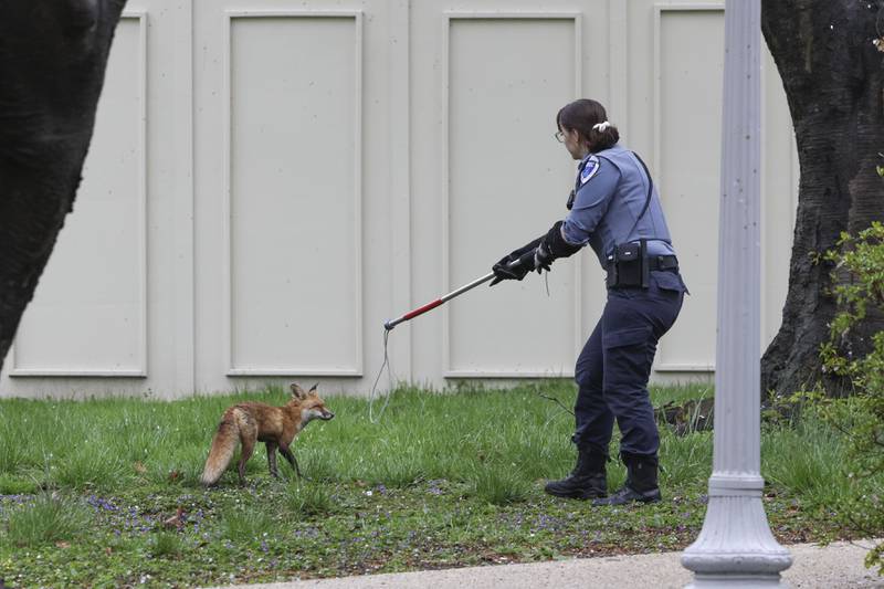 Officer Best with the Humane Rescue Alliance Animal Care and Control attempts to trap a fox on the grounds of the US Capitol on Tuesday.  Getty Images / AFP