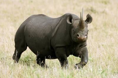 Black rhino. Getty Images