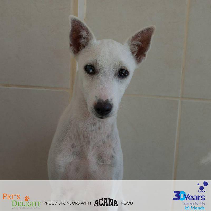 NAME: Scamper. SEX: Female. DATE OF BIRTH: 15.02.2020. SIZE (when fully grown): Medium. BREED: Mix. INFO: Scamper was found living on a building site with Buttons. She is a shy sweet puppy. Scamper is looking for a family who can build up her confidence in a home environment. For more information on adoption, call the office on 04 887 8739 Saturday, Tuesday, or Thursday 9am-1pm.