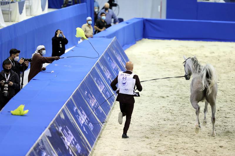 Dubai, United Arab Emirates - Reporter: Nick Webster. News. People shake plastic bags to guide the horse in the 3 year old fillies category at The Dubai International Arabian Horse Show at the World trade centre. Thursday, March 18th, 2021. Dubai. Chris Whiteoak / The National