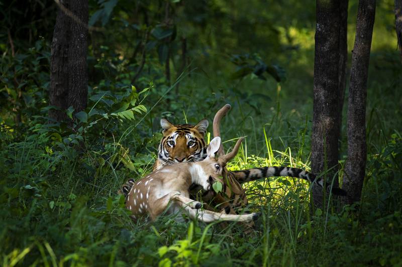 A tiger with its prey. Photo: Aly Rashid