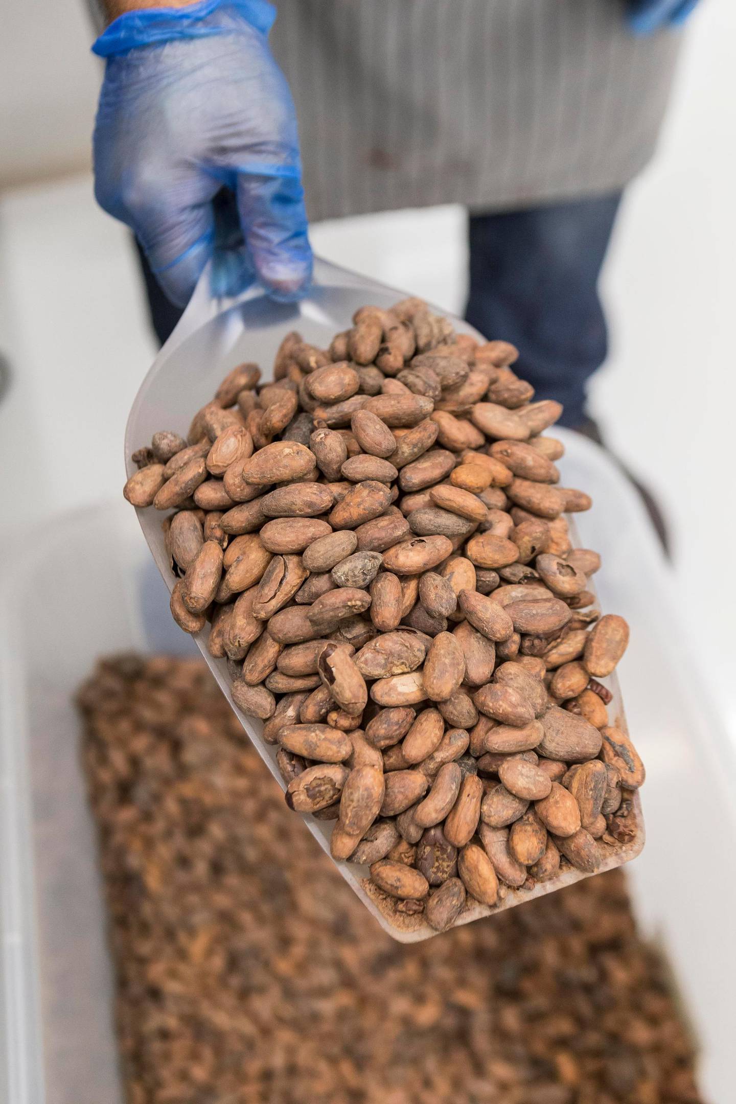 DUBAI, UNITED ARAB EMIRATES, 03 JULY 2017. Mirzam Chocolate Makers based in Al Serkal Avenue, Al Quoz. Five of Mirzam's chocolates have recently won awards from the Academy of Chocolate in London. Production Process: Raw cocao beans before starting the process to become a bar. (Photo: Antonie Robertson/The National) Journalist: Alice Haine. Section: Business.