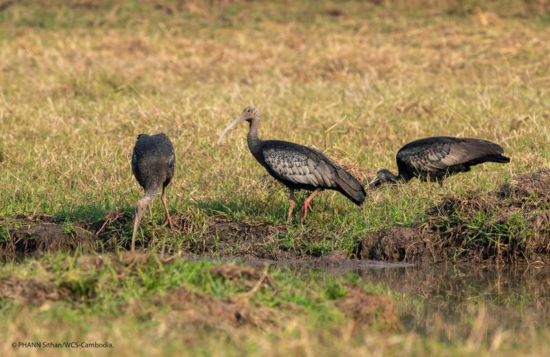Giant ibises in Cambodia. In April 2020, the Wildlife Conservation Society (WCS) documented the poisoning of three critically endangered giant ibises for the wading bird's meat. WCS via AP