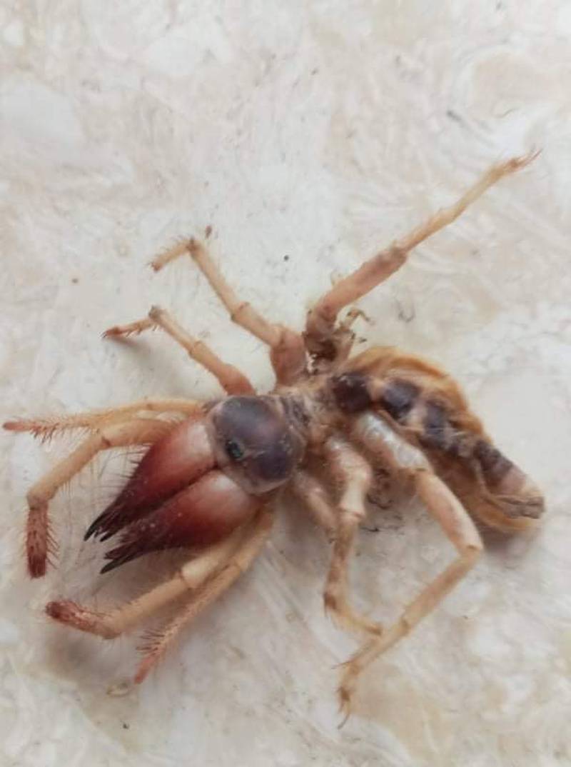 The camel spider found in the home of Diane Petty, who lives in Ras Al Khaimah. Photo: Diane Petty