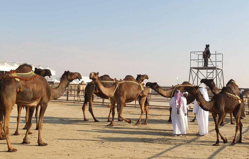 There will also be a camel milk competition (for the camel that gives most milk) and a sheep beauty competition.