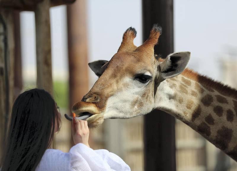 Dubai Safari park is closing for the summer in Al Warqa, Dubai on May 31st, 2021. Chris Whiteoak / The National. 
Reporter: Nick Webster for News