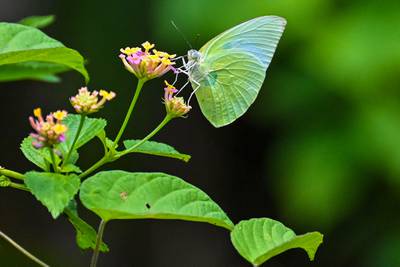 A butterfly lands on a wild forest flower in Seulimeum, Indonesia's western Aceh province. AFP