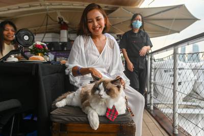 In this picture taken on August 13, 2023 a visitor sitting with her cat on the Royal Albatross, a luxury tall ship that hosts sailing and dining experiences around the waters of Singapore with pets allowed.  Cat owners in Singapore can now take their pets on luxury sunset cruises, perfect for pampered kitties who enjoy the finer things in life.  (Photo by Roslan RAHMAN  /  AFP)
