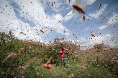 The UN’s Food and Agriculture Organisation says the locust infestation poses an ‘unprecedented threat’ to food security and livelihoods in East Africa. EPA