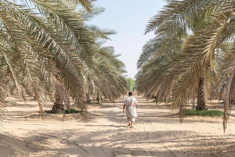A famer walks among date palm trees at a Sharjah farm that is using the company's underground watering system. Antonie Robertson / The National
