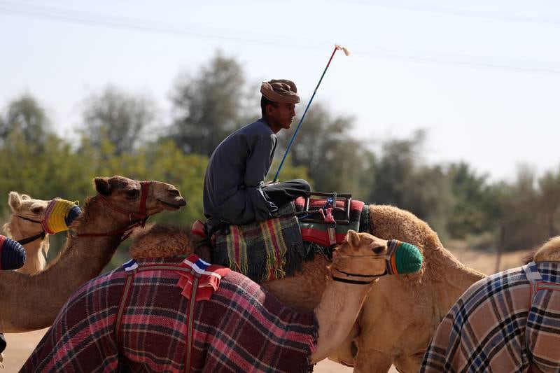 Camels wear blankets to keep them warm in the winter months.