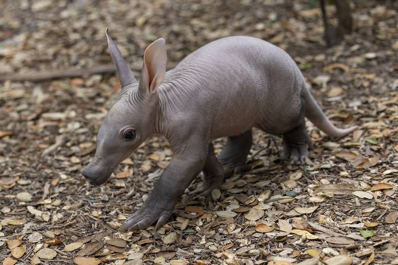 For the first time in almost 40 years, an aardvark pup has been born at the San Diego Zoo in California. San Diego Zoo Wildlife Alliance / AP