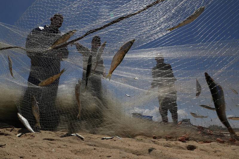 Palestinian fishermen remove fish from their net on a beach in Gaza city. Reuters